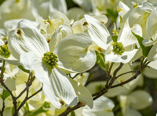 image of flowering dogwood