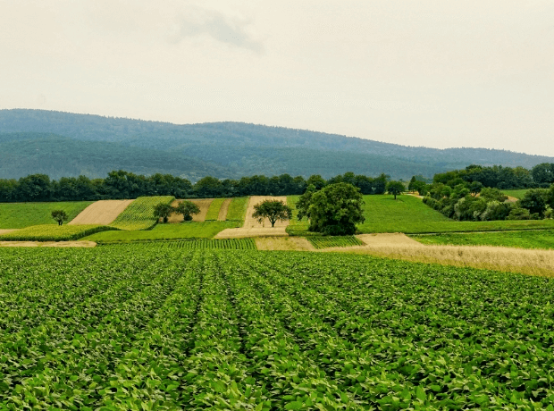 image of lush green rows of crops growing in a field