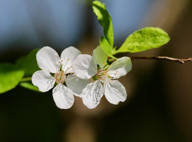 image of cherry plum flowers on a branch