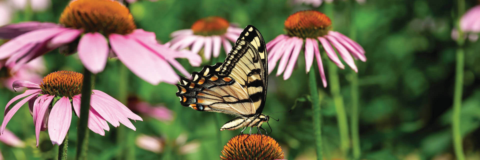 an image of the Virginia State Insect the Eastern Tiger Swallowtail Butterfly, on a Smooth Coneflower, in Virginia