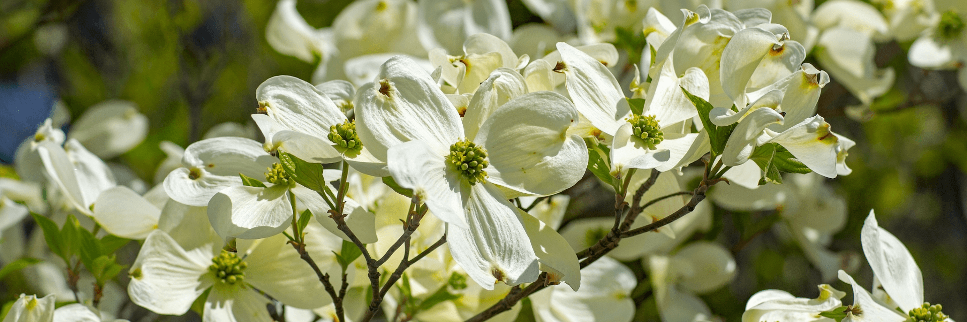image of flowering dogwood