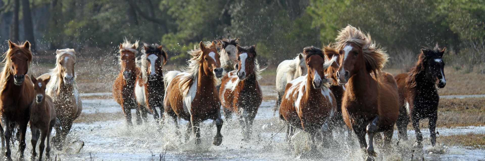 image of a a herd of wild horses running through shallow water