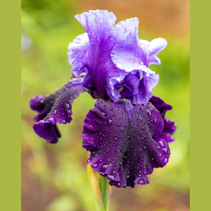 4/25-4/26: Central VA Iris Society Show and Sale