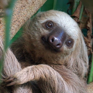 5/23-9/7: Science Museum of Virginia | Survival of the Slowest