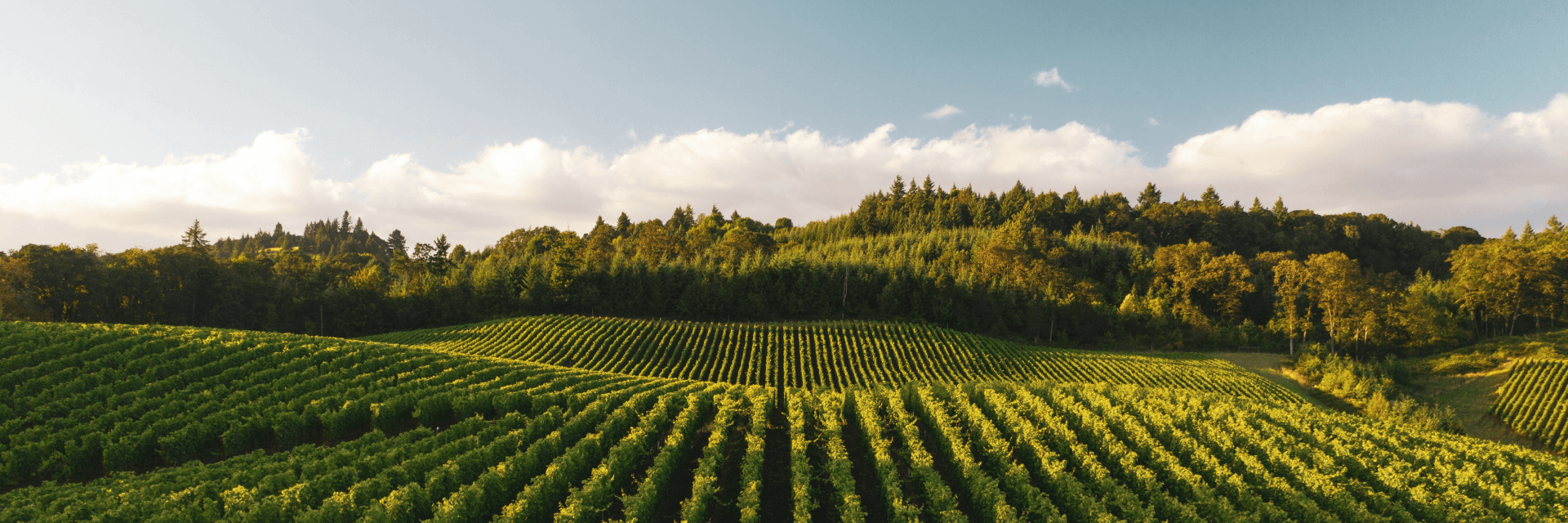 image of a lush green vineyard