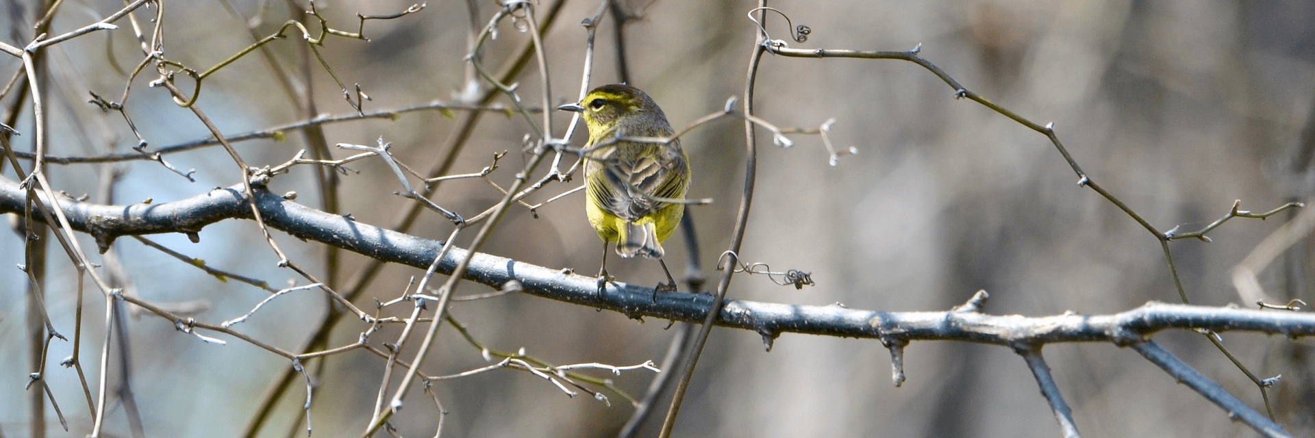 image of a palm warbler bird sitting on a branch