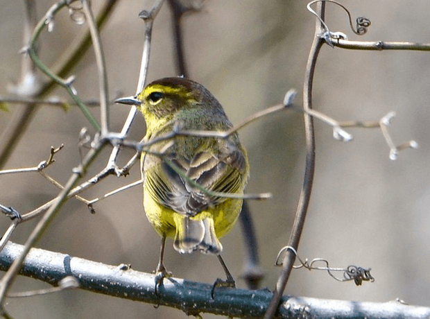 image of a palm warbler bird sitting on a branch